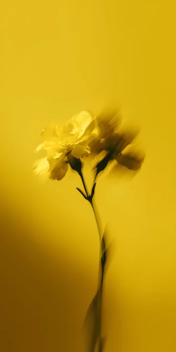 Abstract Yellow Flower Wallpaper 4k