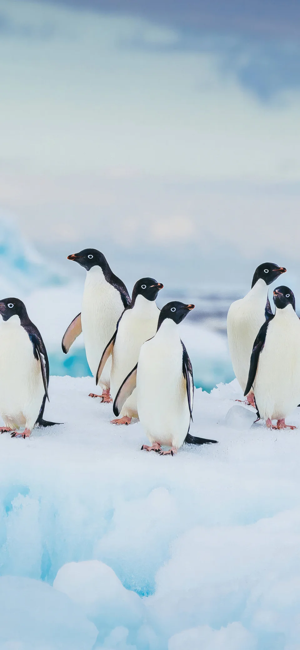 Adelie Penguins Arctic Ice 4K Wallpaper - Birds wallpaper - 4K