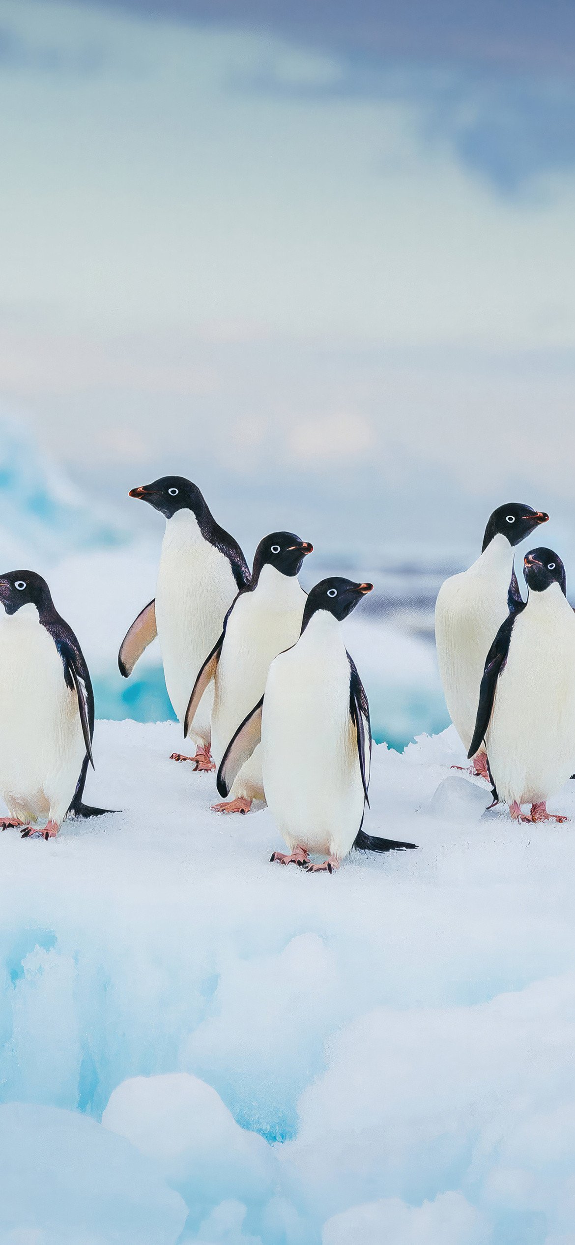 Adelie Penguins Arctic Ice 4K Wallpaper - Birds wallpaper - 4K