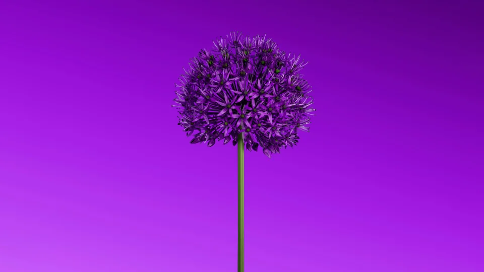 Allium Flower 4K Wallpaper Purple Background & Minimalist... - Flowers wallpaper - 4K