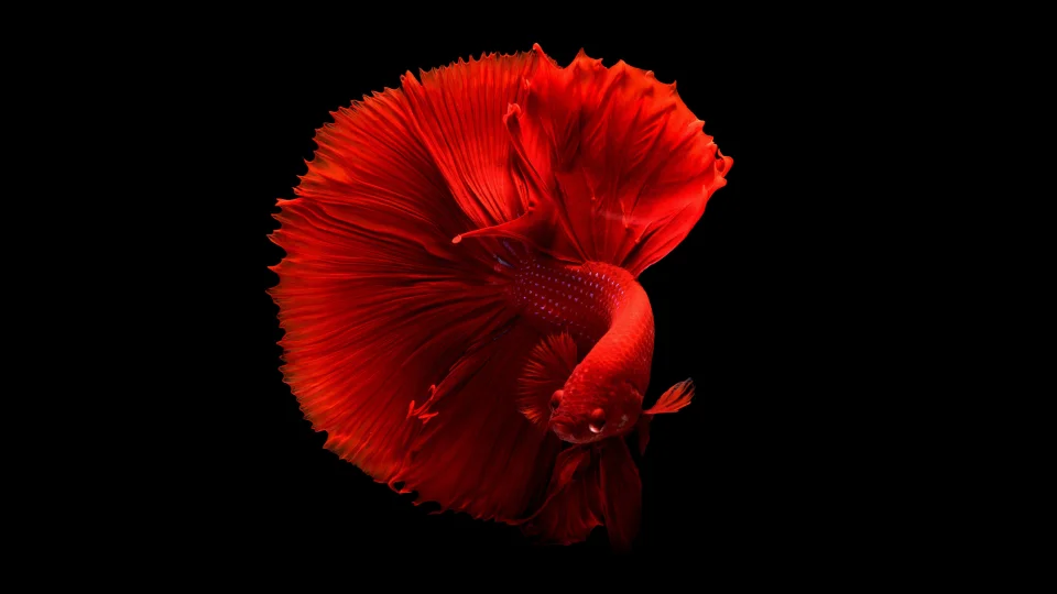 AMOLED Red Betta Fish 4K Wallpaper - Animals wallpaper - 4K