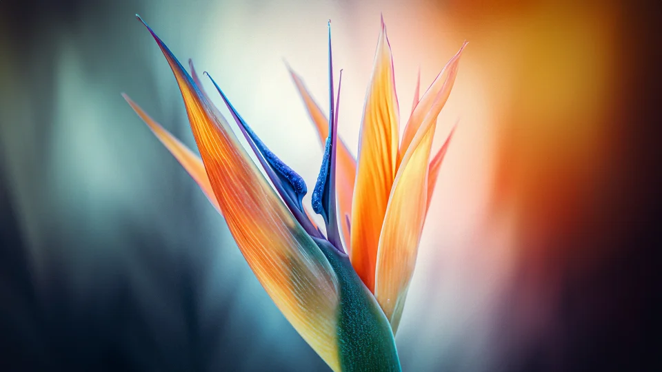 Bird Of Paradise Flower 4K Wallpaper Tropical Orange & Blue... - Flowers wallpaper - 4K