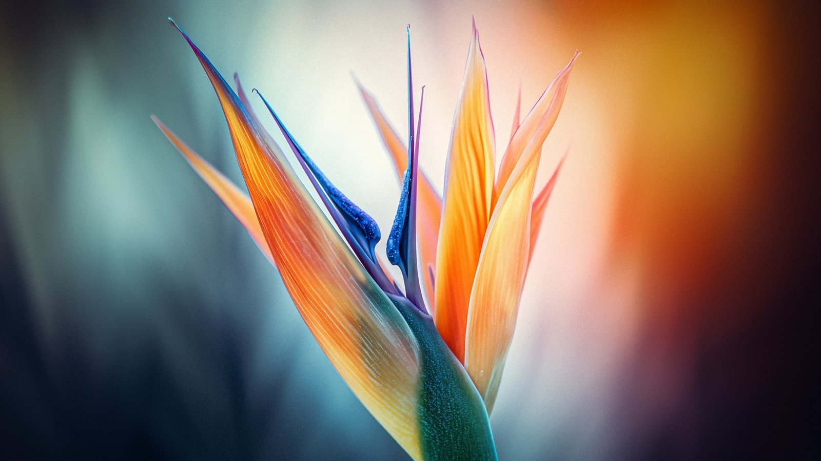 Bird Of Paradise Flower 4K Wallpaper Tropical Orange & Blue Aesthetic - Flowers wallpaper - 4K