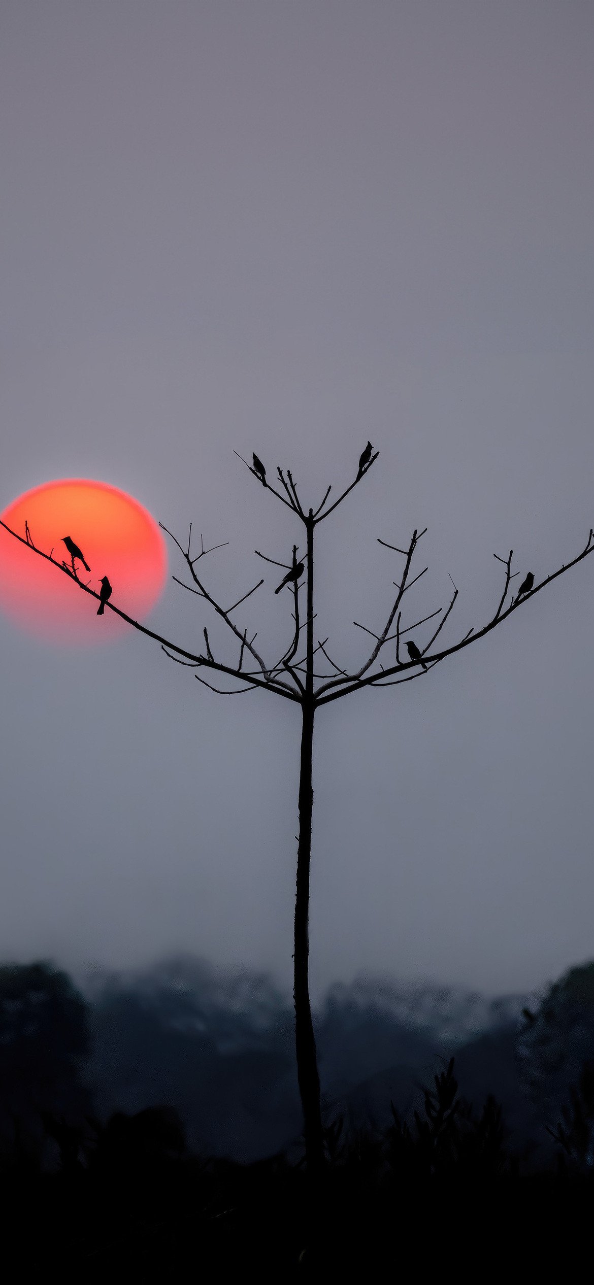 Bird Silhouette Sunset Minimal 4K Wallpaper - Birds wallpaper - 4K