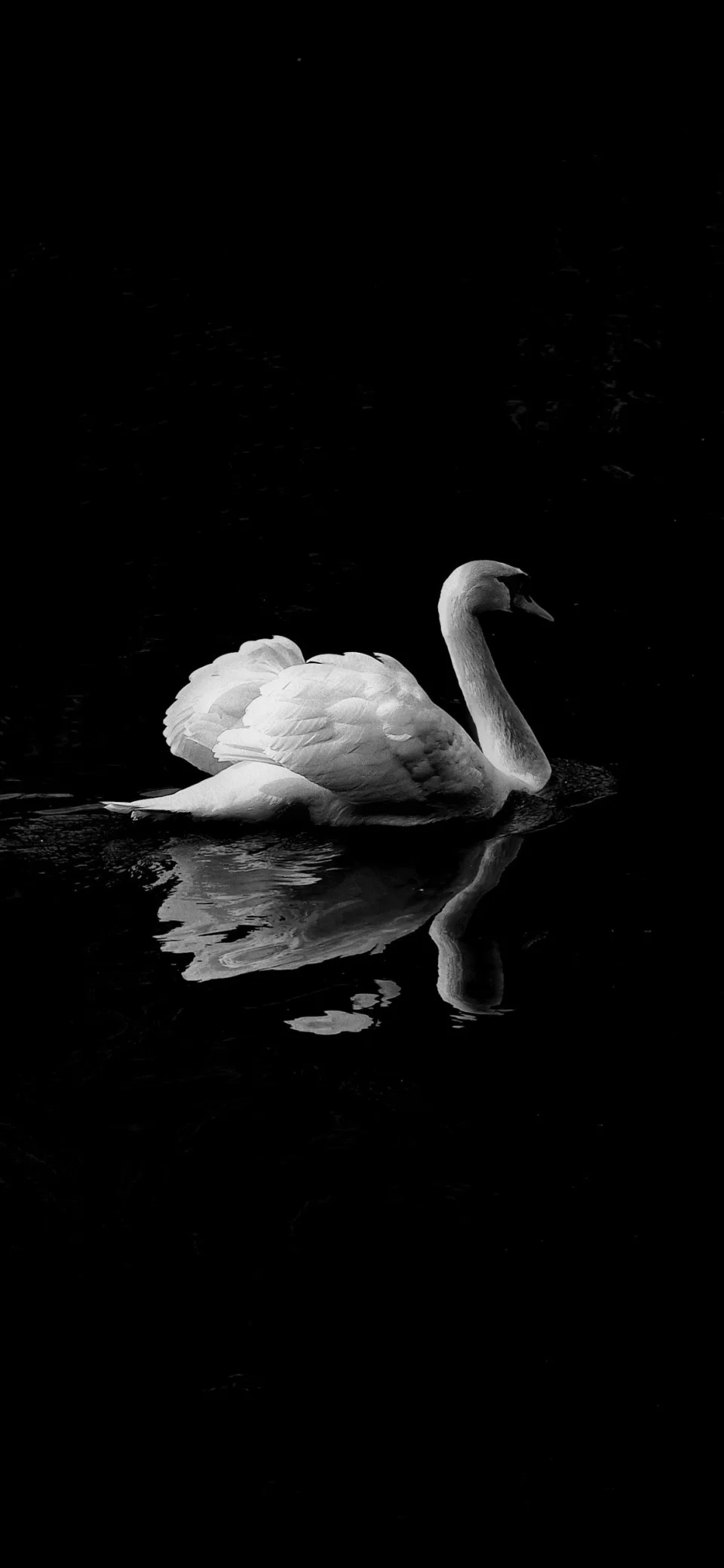 Black And White Swan Minimal 4K Wallpaper - Birds wallpaper - 4K