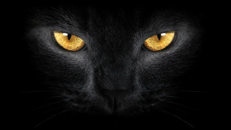 Black Cat Yellow Eyes 4K Wallpaper Ultra HD Dark Aesthetic - Animals wallpaper - 4K