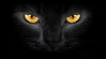 Black Cat Yellow Eyes 4K Wallpaper Ultra HD Dark Aesthetic