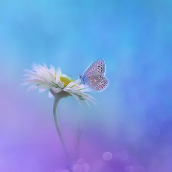 Blue Butterfly On White Flower 4K Wallpaper Dreamy Gradient Aesthetic