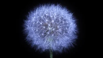 Blue Dandelion Flower 4K Wallpaper Dark Macro Aesthetic