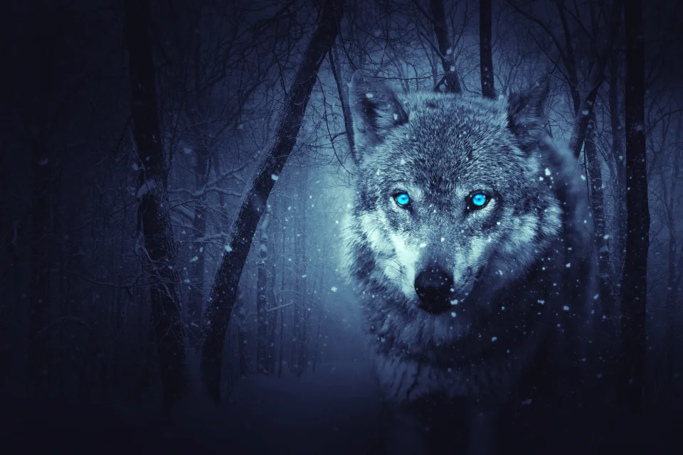 Blue-eyed Wolf In Snowy Winter Forest Night 5k AMOLED Wallpaper - Animals wallpaper - 4K