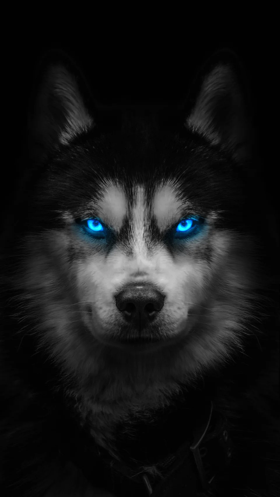 Blue-eyed Wolf Portrait Dark AMOLED 8k Wallpaper - Animals wallpaper - 4K