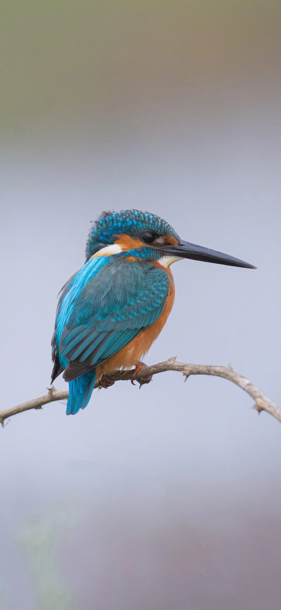 Blue Kingfisher Bird Wildlife 4K Wallpaper - Birds wallpaper - 4K