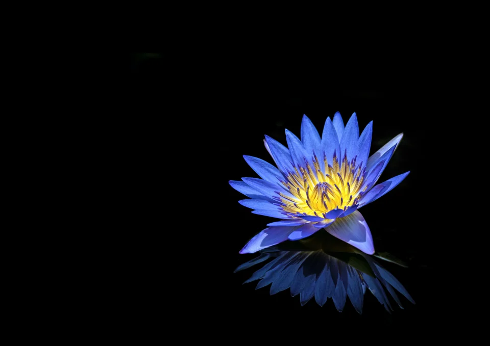 Blue Water Lily 4K Wallpaper Reflection & Dark Aesthetic - Flowers wallpaper - 4K