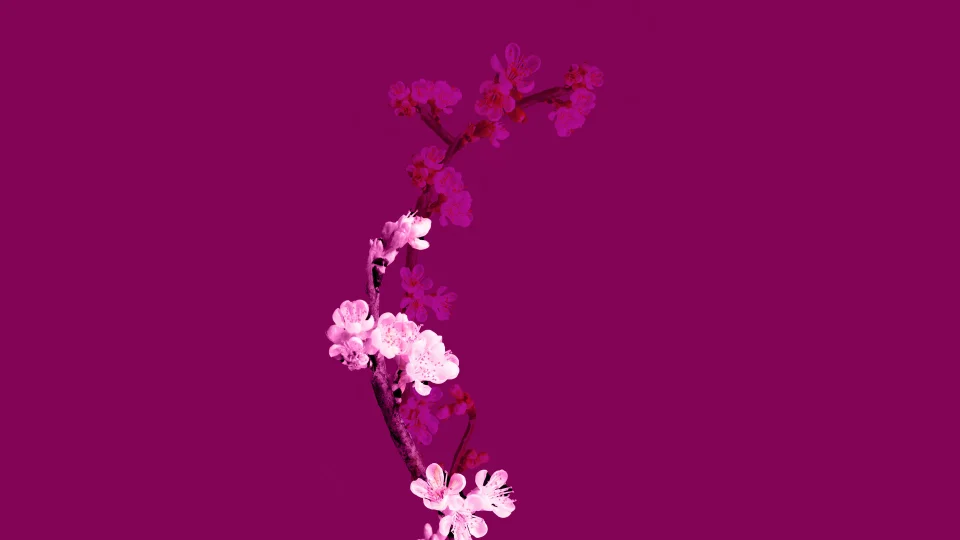 Cherry Blossom Branch 4K Wallpaper Deep Magenta Pink Aesthetic - Flowers wallpaper - 4K