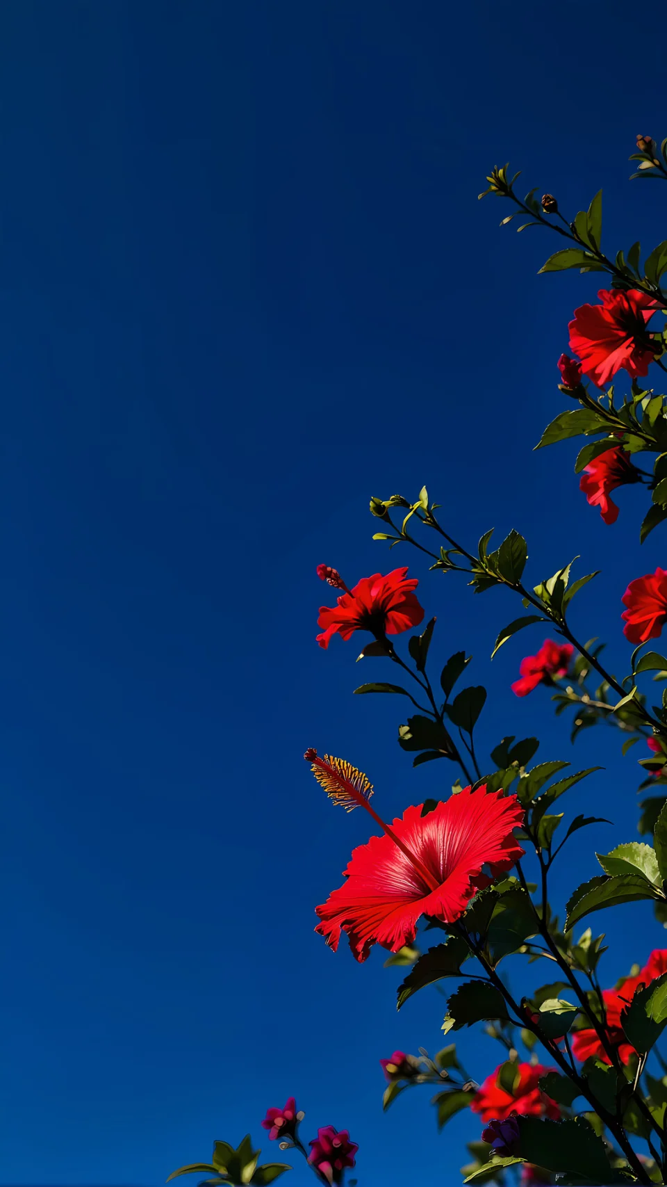 China Rose Nature Phone Wallpaper - Nature wallpaper - 4K