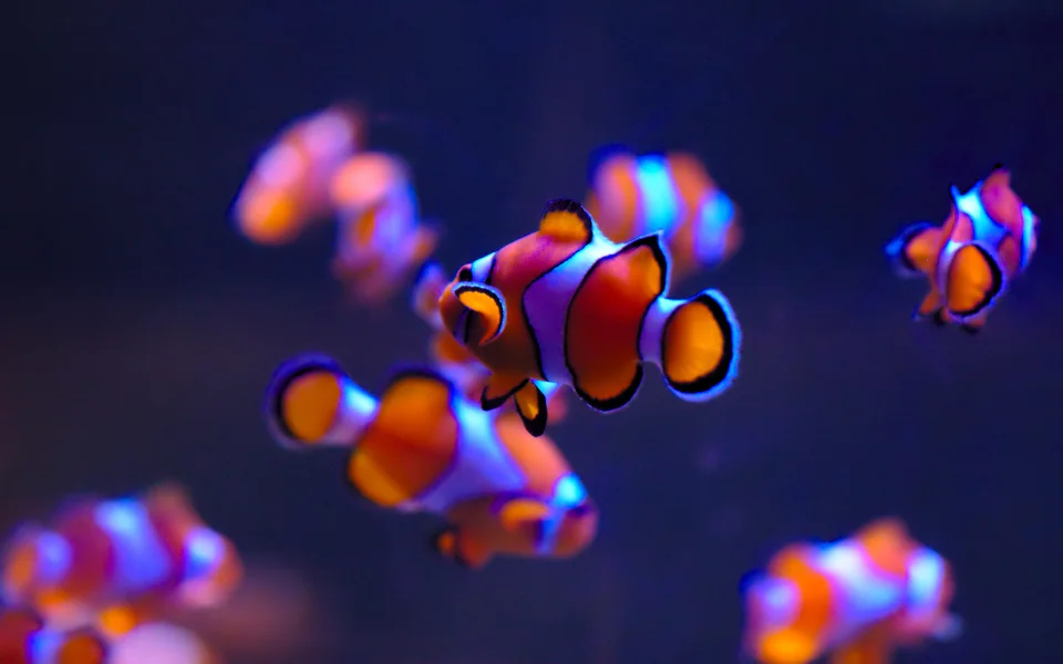 Colorful Clownfish School Underwater Aquarium 4K AMOLED Wallpaper - Animals wallpaper - 4K