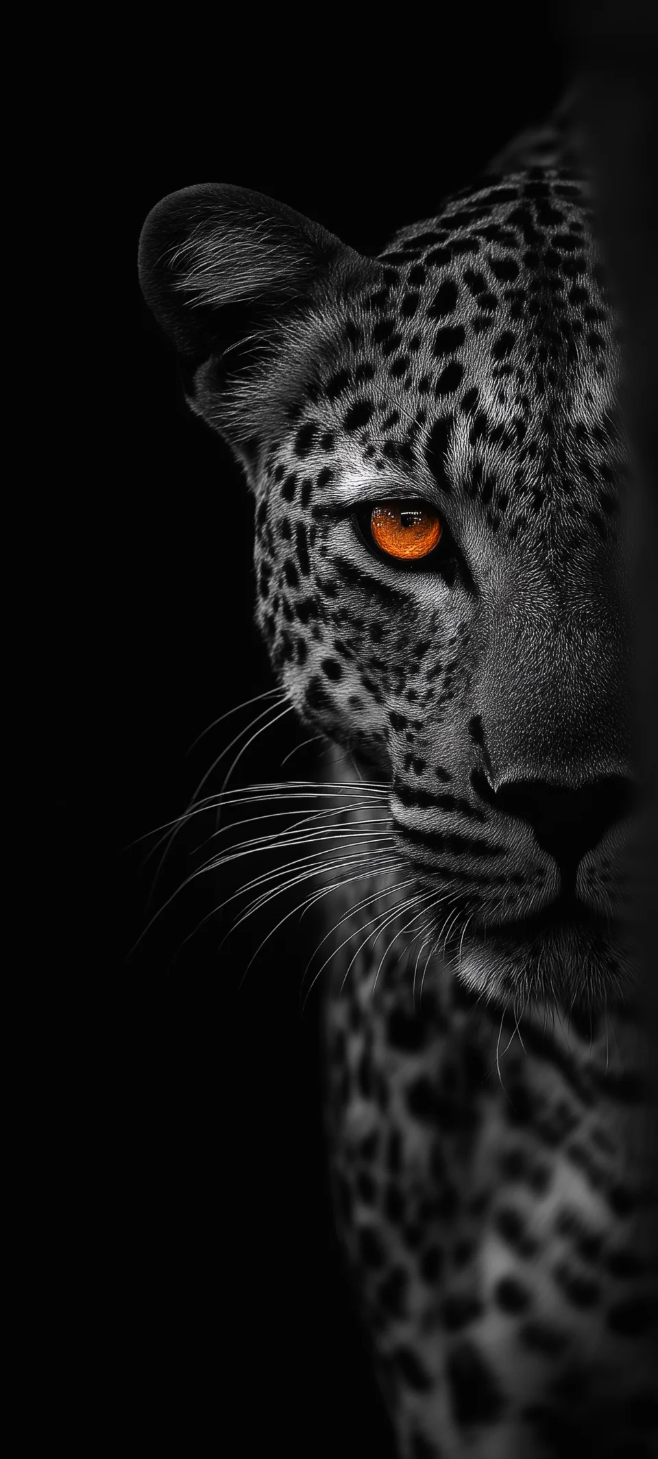 Dark Leopard Portrait AMOLED 4K Wallpaper With Orange Eyes - Animals wallpaper - 4K