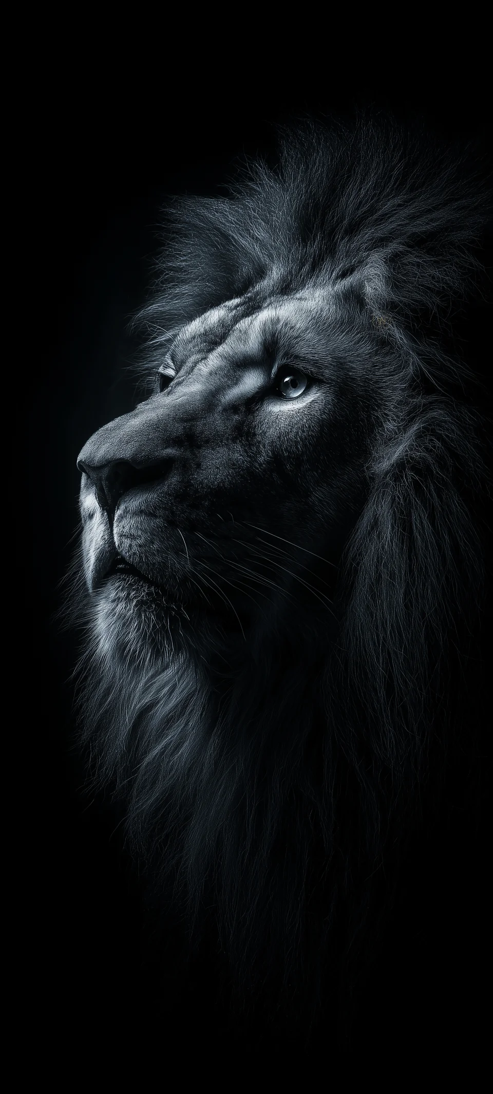 Dark Lion Portrait On Black Background 4K AMOLED Wallpaper - Animals wallpaper - 4K