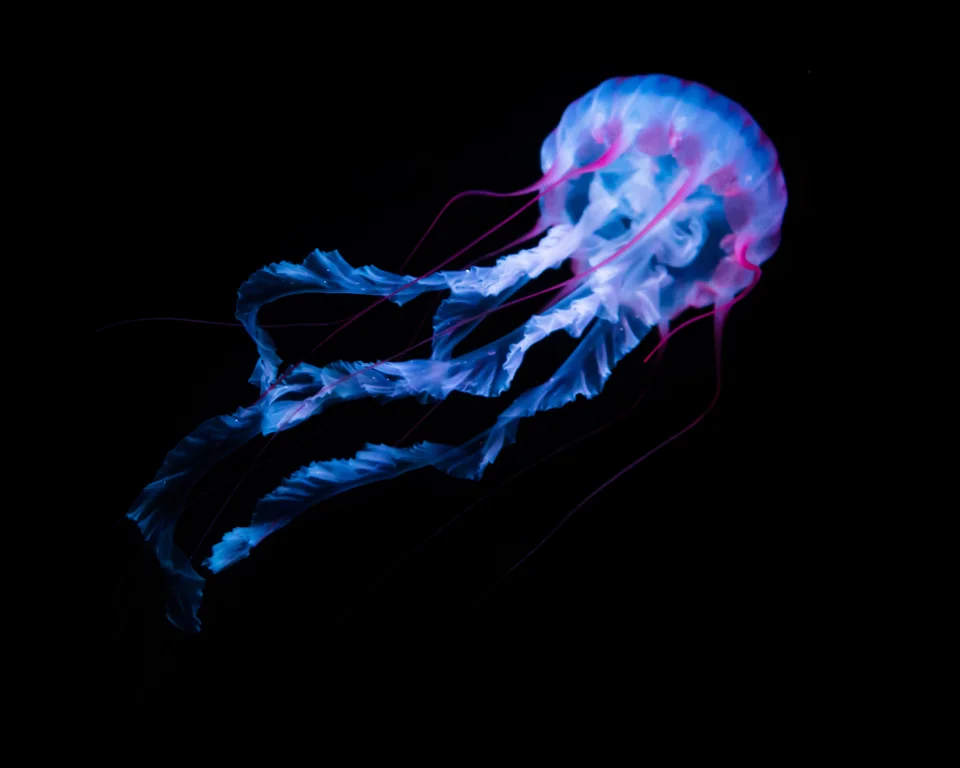 Glowing Jellyfish On Black Background 4K AMOLED Wallpaper - Animals wallpaper - 4K