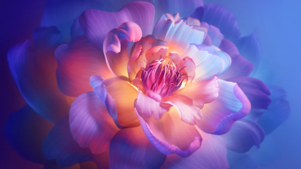 Glowing Peony Flower 4K Wallpaper Purple & Pink Macro Aesthetic - Flowers wallpaper - 4K