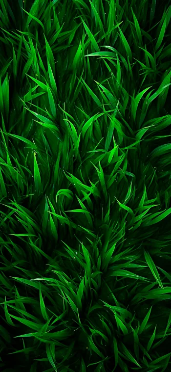 Green Grass Macro Texture 4K Wallpaper Nature Aesthetic Ultra HD Background