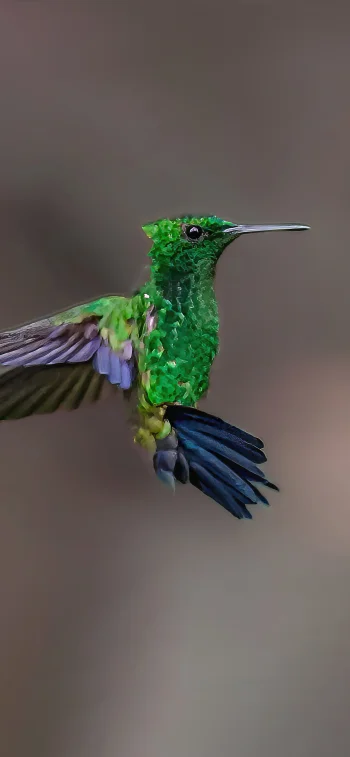 Green Hummingbird Flight Close-Up 4K Wallpaper
