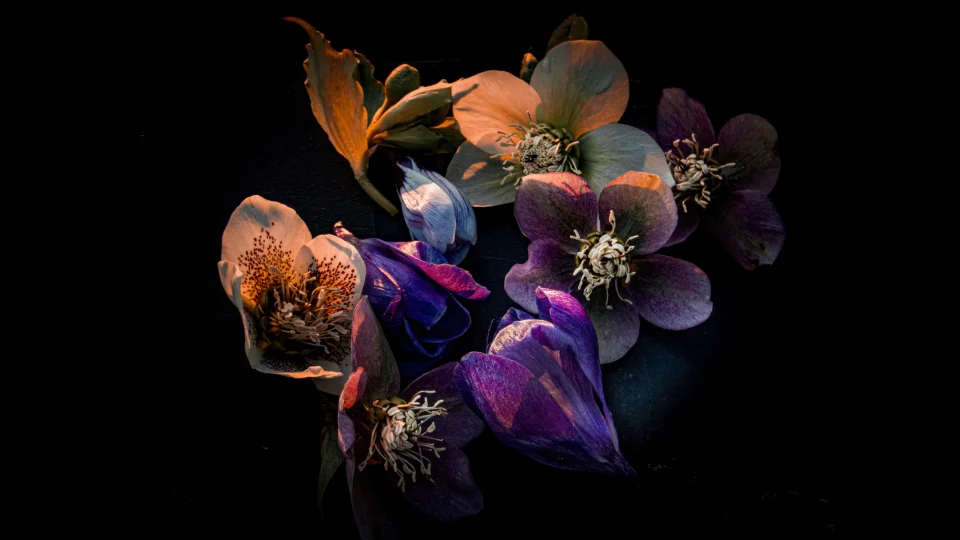Hellebore Flowers 4K Wallpaper Dark Floral Aesthetic - Flowers wallpaper - 4K