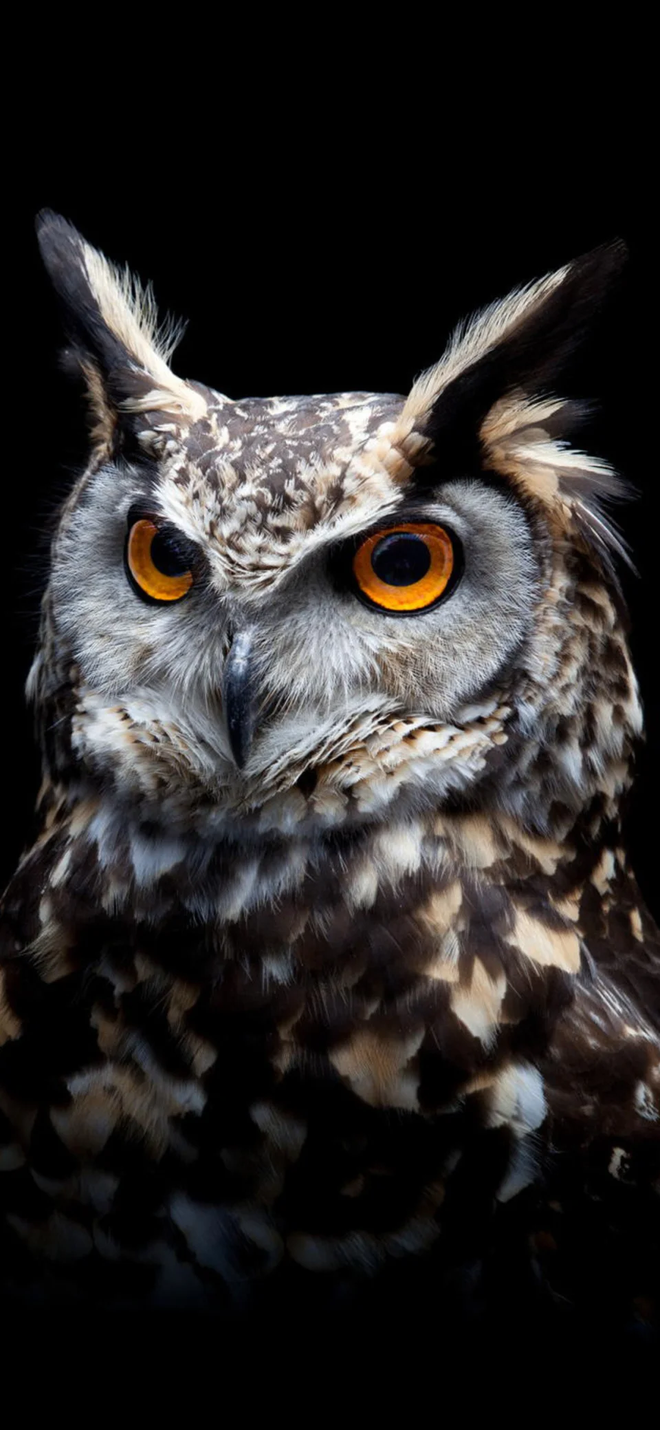 Intense Owl Portrait Dark 4K Wallpaper - Birds wallpaper - 4K