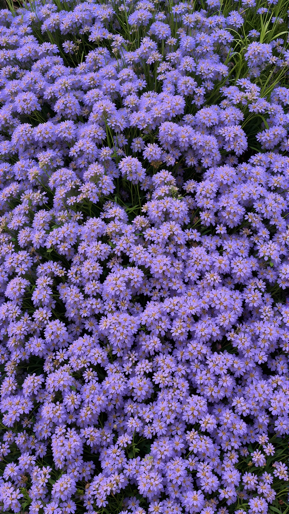 Lavender Nature Phone Wallpaper - Nature wallpaper - 4K