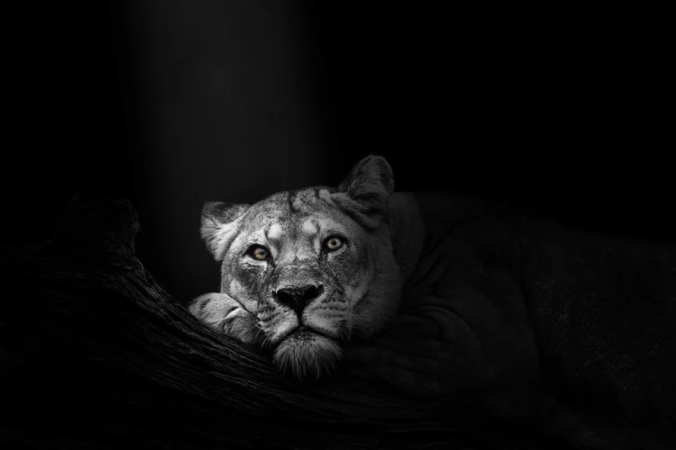 Lioness Portrait In Darkness On Black Background 5k AMOLED... - Animals wallpaper - 4K