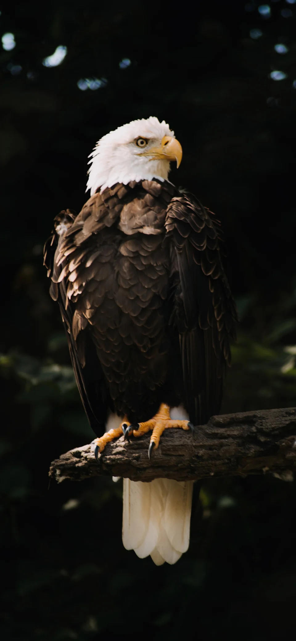 Majestic Bald Eagle Portrait 4K Wallpaper - Birds wallpaper - 4K