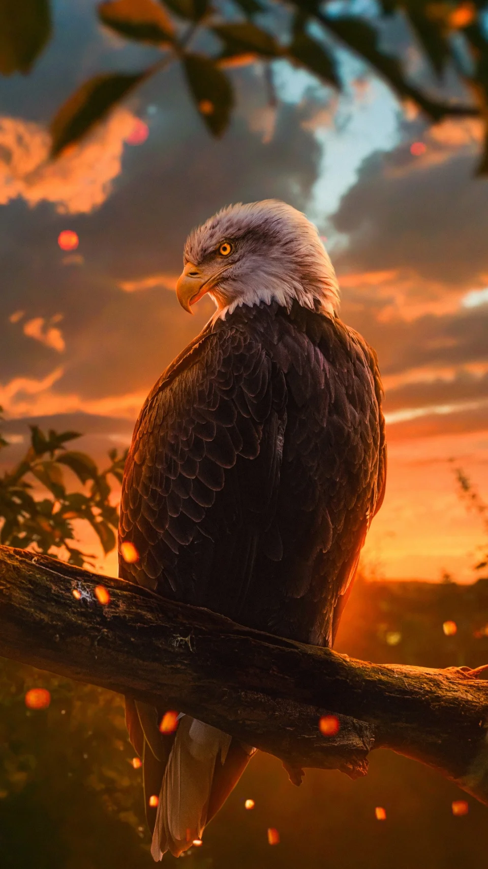 Majestic Bald Eagle Sunset 4K Wallpaper - Birds wallpaper - 4K