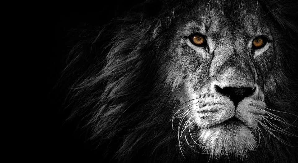 Majestic Lion Portrait On Black Background 4K AMOLED Wallpaper - Animals wallpaper - 4K