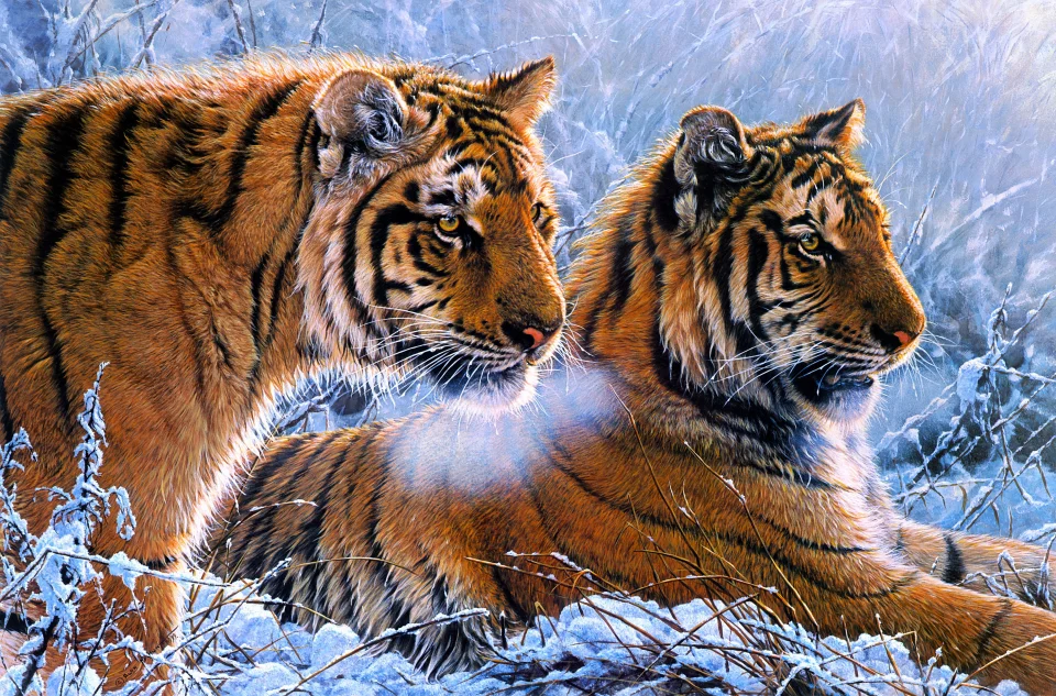 Majestic Tigers In Winter Snow 4K Wildlife Wallpaper - Animals wallpaper - 4K