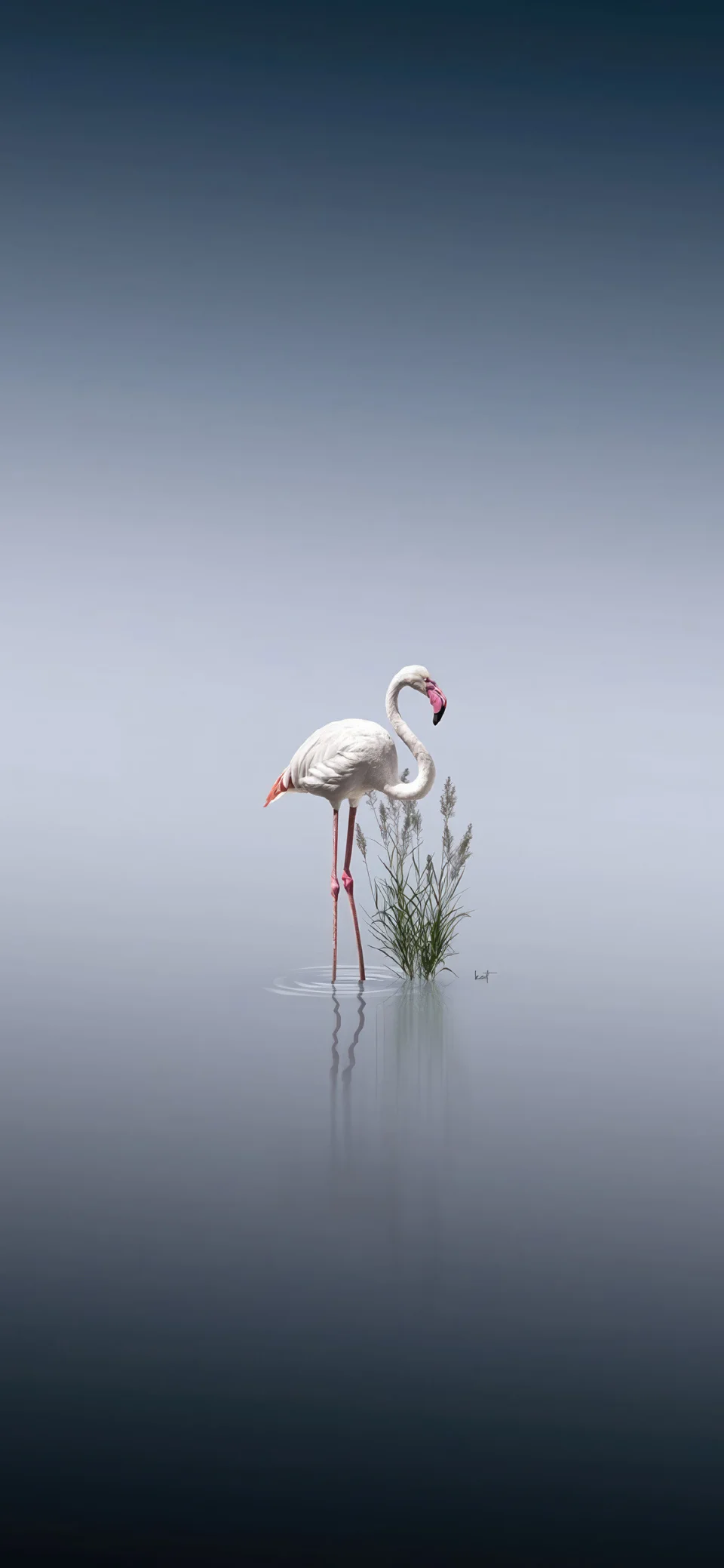 Minimal Flamingo Lake Calm 4K Wallpaperminimal Flamingo Lake... - Birds wallpaper - 4K