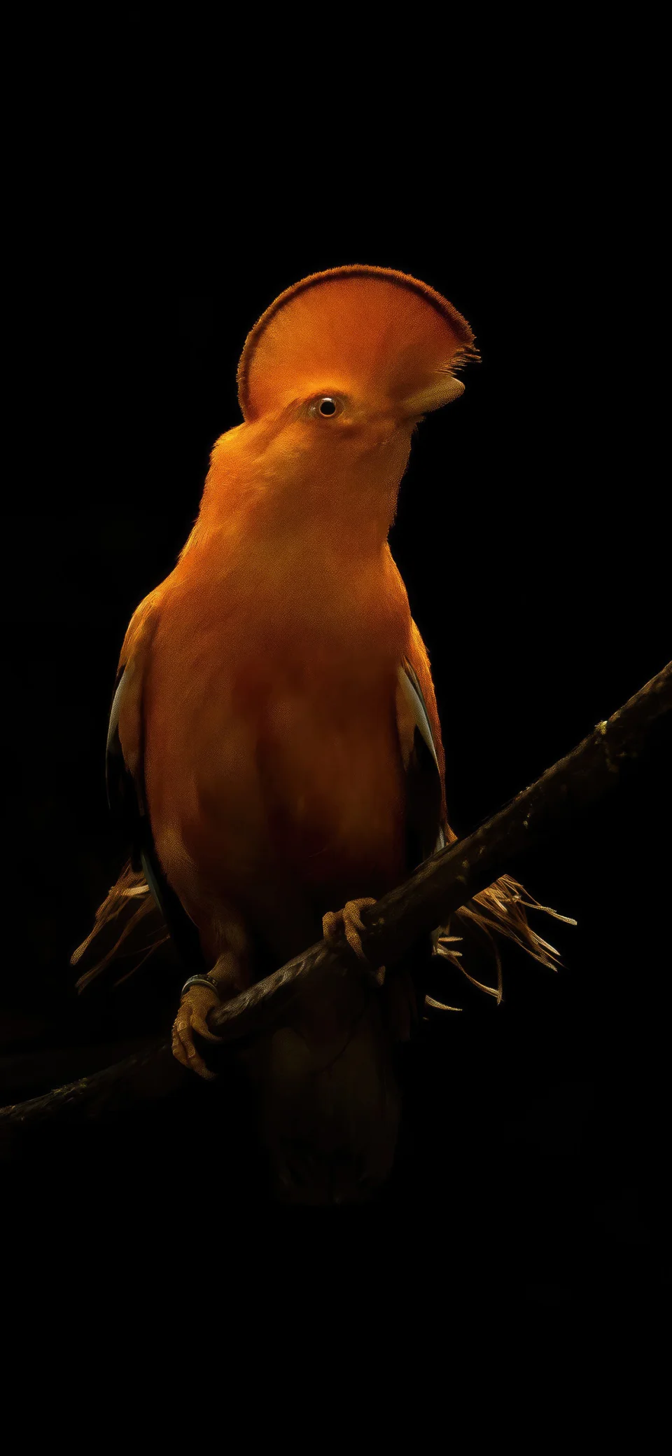 Orange Bird Dark Portrait 4K Wallpaper - Birds wallpaper - 4K