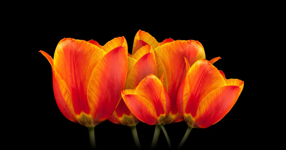 Orange Tulips 4K Wallpaper Dark Minimalist Aesthetic - Flowers wallpaper - 4K