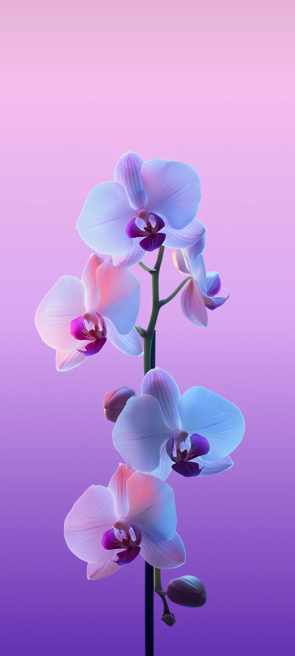 Orchid Flower 4K Wallpaper Aesthetic Pink Purple Ultra HD... - Flowers wallpaper - 4K