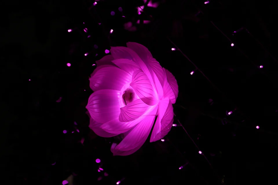 Pink Glowing Lotus 4K Wallpaper Dark Night Aesthetic - Creative wallpaper - 4K