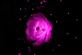 Pink Glowing Lotus 4K Wallpaper Dark Night Aesthetic