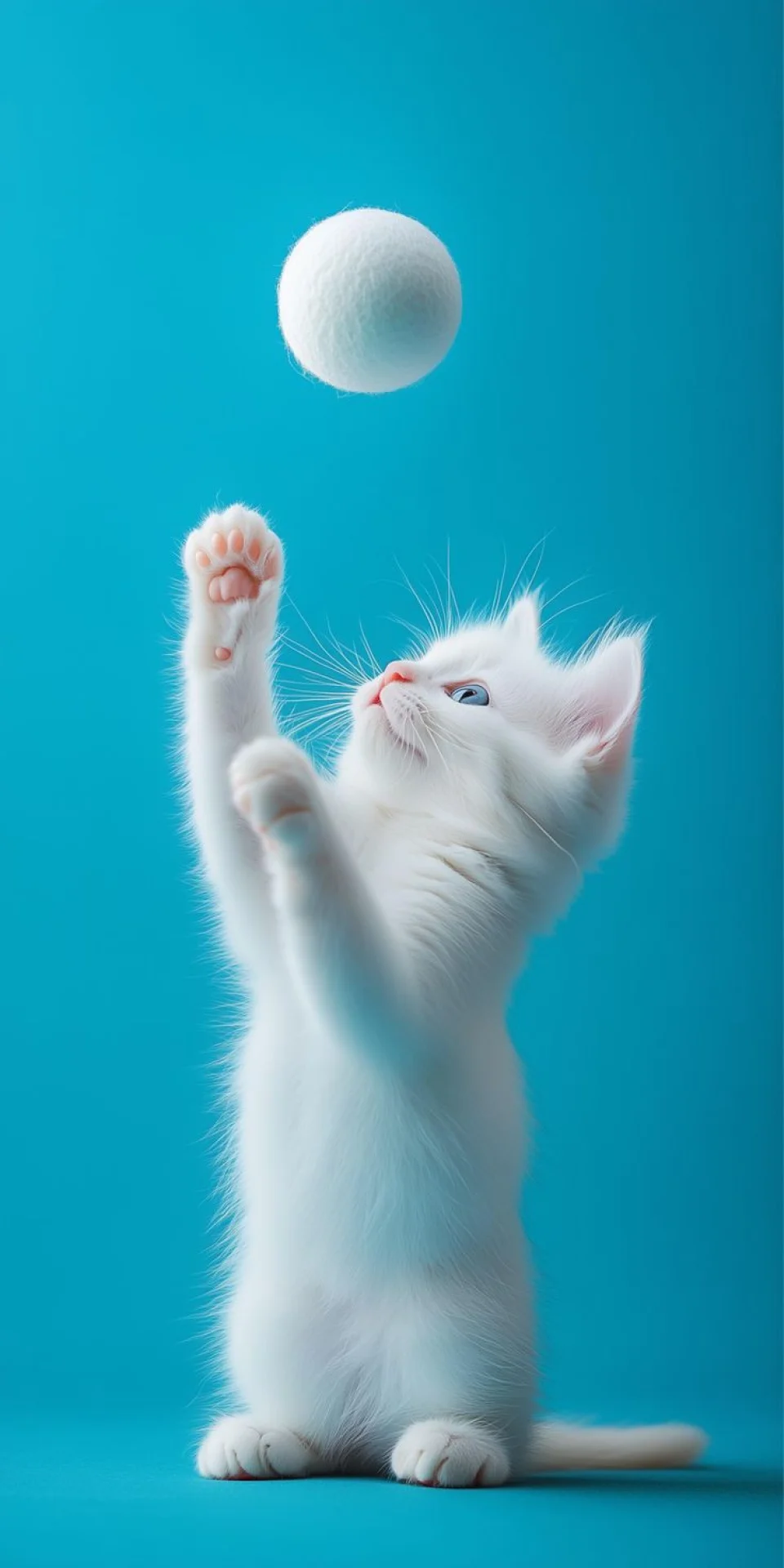 Playful White Kitten 4K Wallpaper Blue Background Aesthetic - Cute wallpaper - 4K