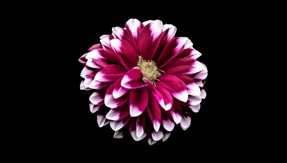 Purple And White Dahlia Flower 4K Wallpaper Dark Minimalist... - Flowers wallpaper - 4K