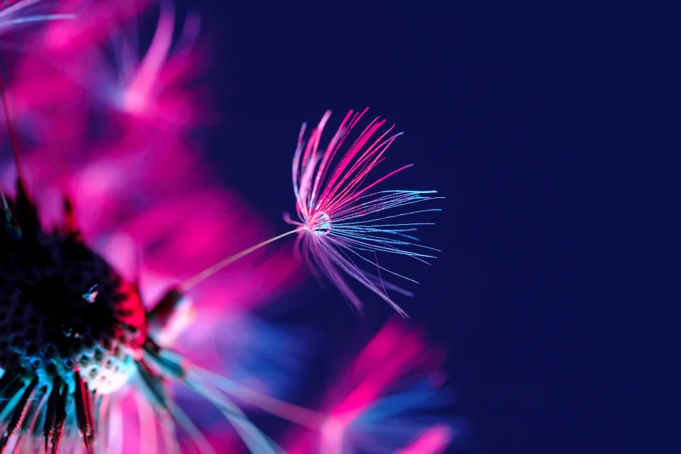 Purple Dandelion Seed 4K Wallpaper Water Drop & Neon Aesthetic - Flowers wallpaper - 4K