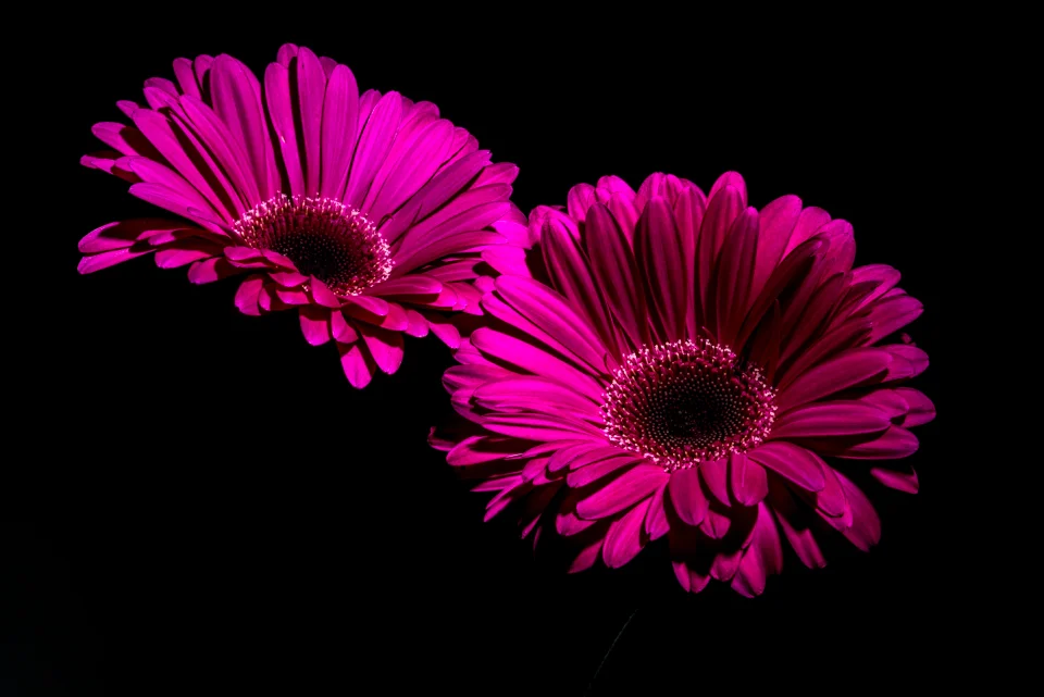 Purple Gerbera Daisy Flowers 4K Wallpaper Dark Floral Aesthetic - Flowers wallpaper - 4K