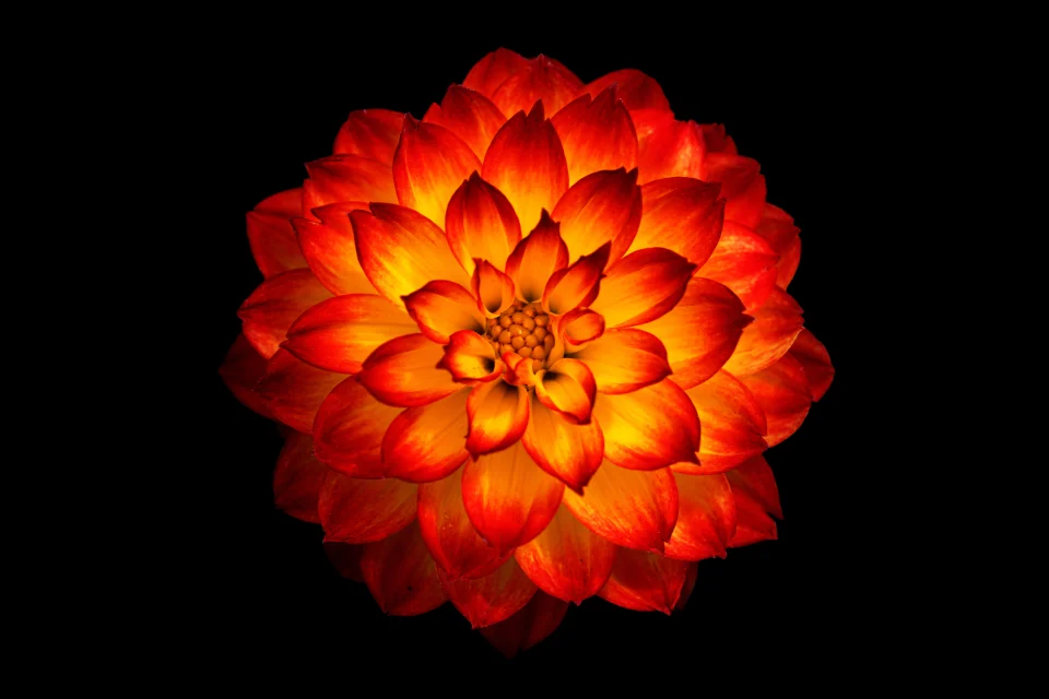 Red Orange Dahlia Flower 4K Wallpaper Dark Background Aesthetic - Flowers wallpaper - 4K