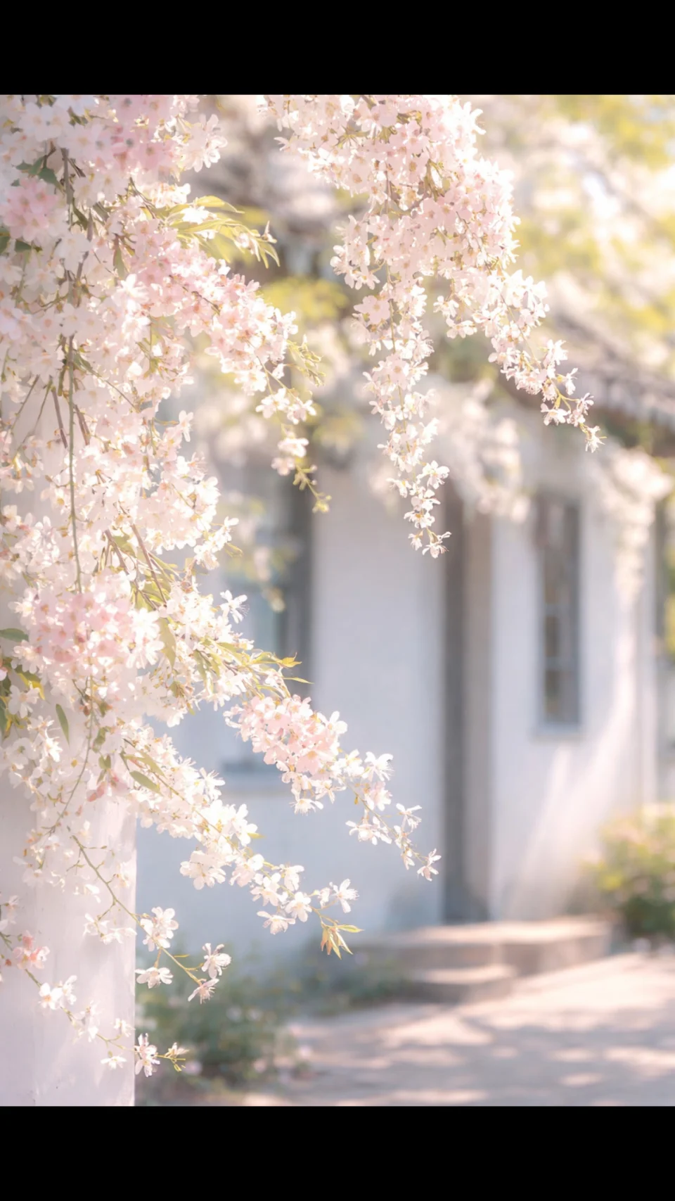 Soft Blossom Light Dreamy Spring Minimal 4K Phone Wallpaper - Flowers wallpaper - 4K