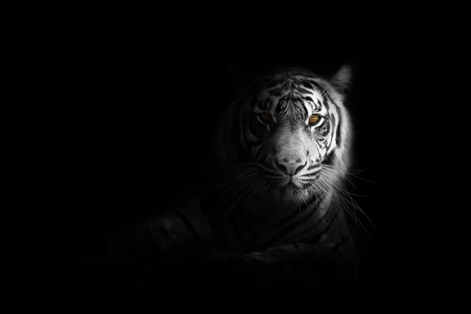 White Bengal Tiger In Darkness On Black Background 5k AMOLED... - Animals wallpaper - 4K