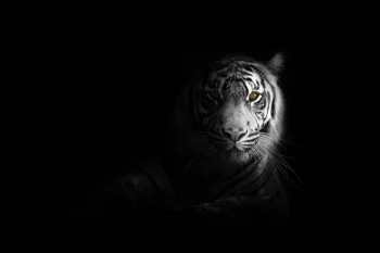 White Bengal Tiger in Darkness on Black Background 5K AMOLED Wallpaper