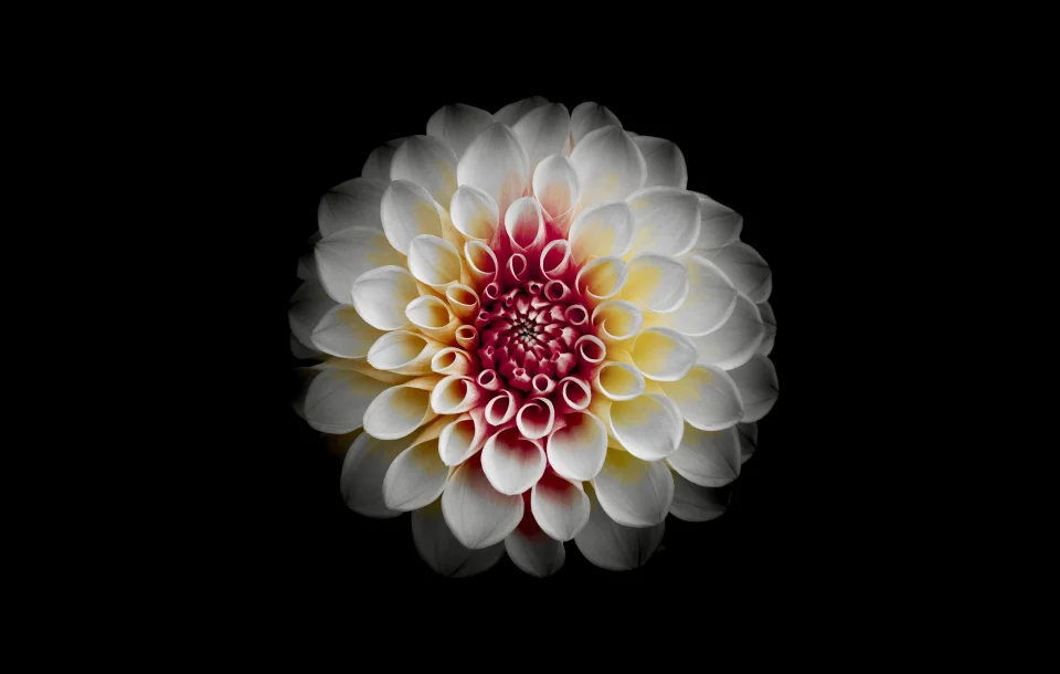 White Dahlia Flower 4K Wallpaper Dark Minimalist Aesthetic - Flowers wallpaper - 4K