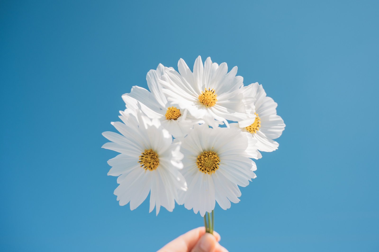 White Daisy Flowers 4K Wallpaper Blue Sky & Summer Aesthetic - Flowers wallpaper - 4K